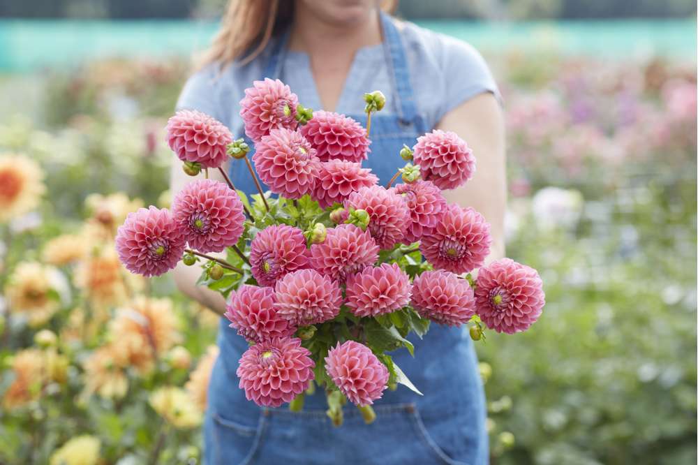 Dahlia 'Dikara Superb'